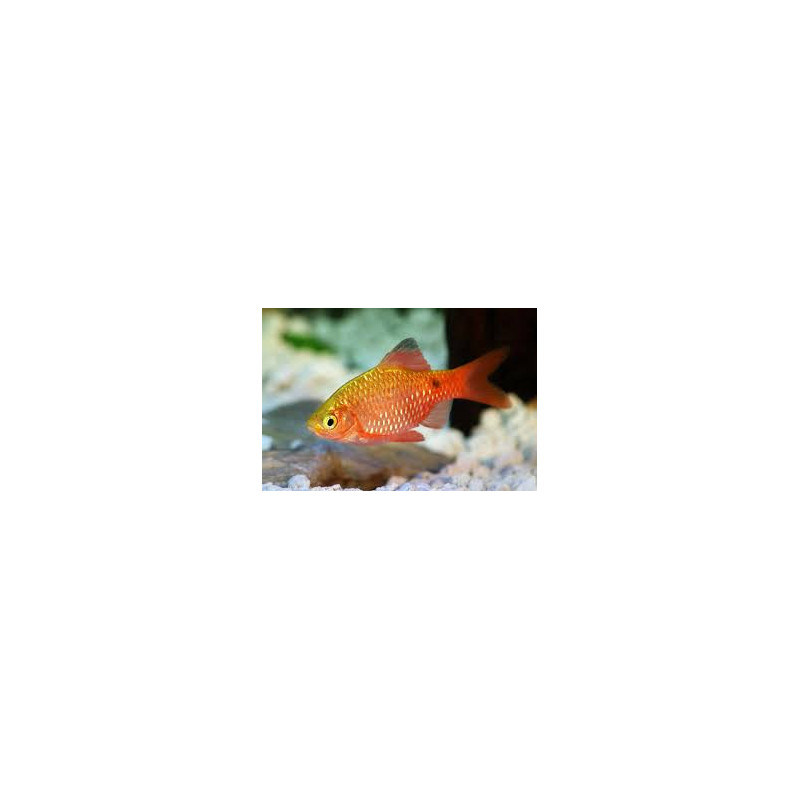 Barbus puntius conchonius - 3 - 4 cm