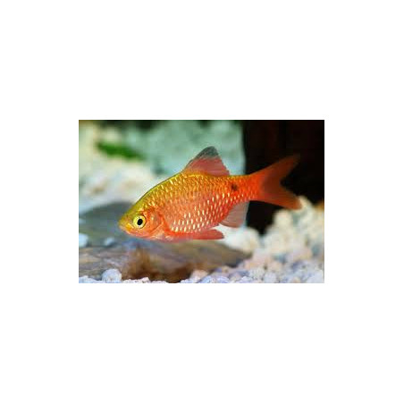 Barbus puntius conchonius - 3 - 4 cm