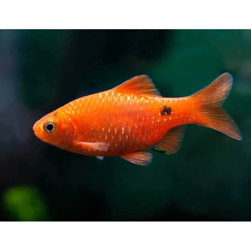 Barbus puntius conchonius orange - 3 - 3.5 cm
