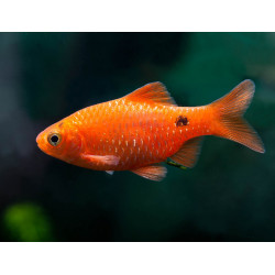 Barbus puntius conchonius orange - 3.5 - 4.5 cm