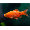 Barbus puntius conchonius orange - 3.5 - 4.5 cm