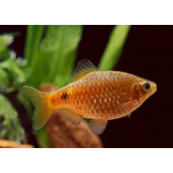 Barbus puntius conchonius rosy - 3.5 - 4 cm