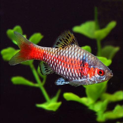 Barbus puntius ticto odesa - 4.5 - 5 cm