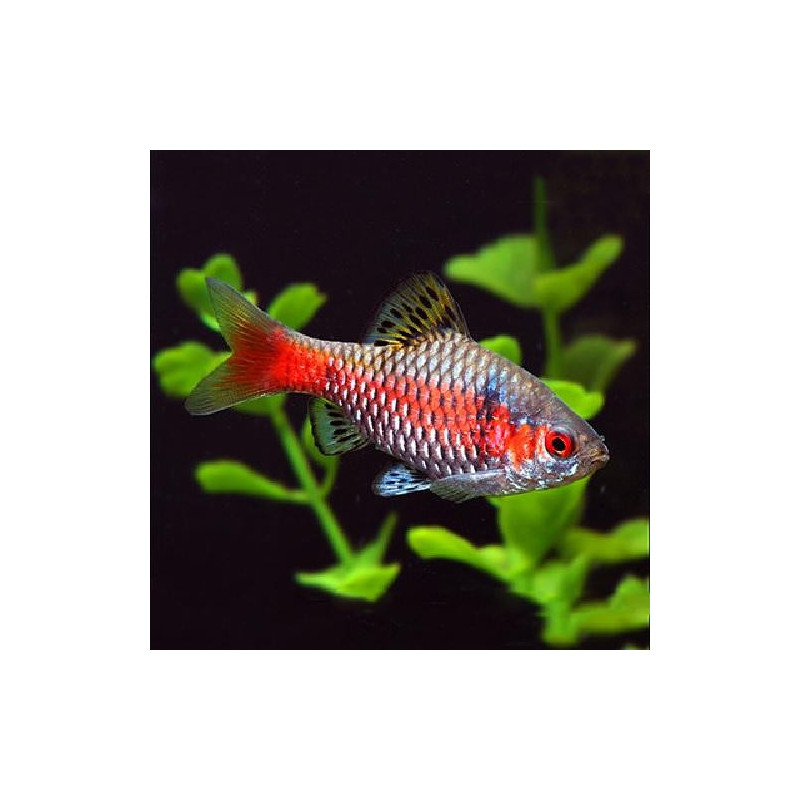 Barbus puntius ticto odesa - 4.5 - 5 cm