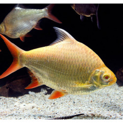 Barbus schwanenfeldi albino - 4 - 5 cm