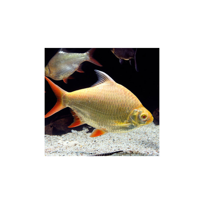 Barbus schwanenfeldi albino - 4 - 5 cm