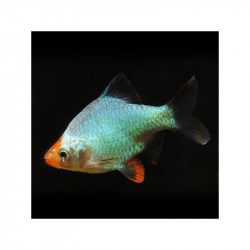 Barbus tetrazona platinum green - 3 - 4 cm