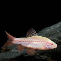 Barbus titteya albino - 2.5 - 3 cm