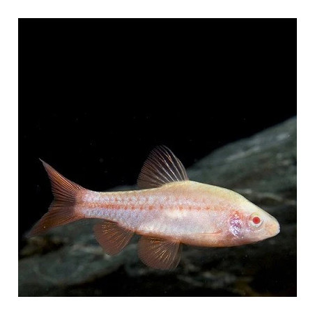 Barbus titteya albino - 2.5 - 3 cm