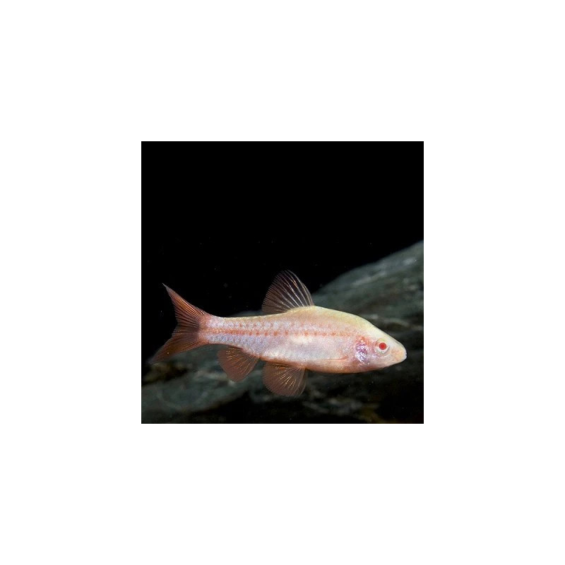 Barbus titteya albino - 3 - 4 cm
