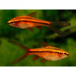 Barbus titteya long fin - 3 - 3,5 cm