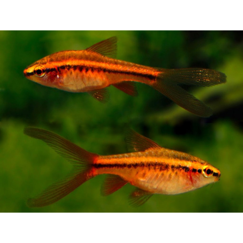 Barbus titteya long fin - 3 - 3,5 cm