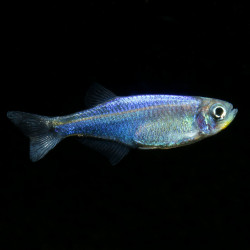 Boehlkea fredcochui - min. 4 cm