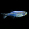 Boehlkea fredcochui - min. 4 cm