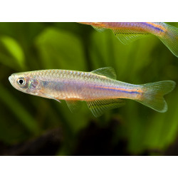Brachydanio albolineatus - 3 - 4 cm