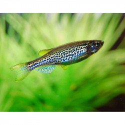 Brachydanio frankei - 2 cm