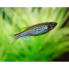 Brachydanio frankei - 2 cm