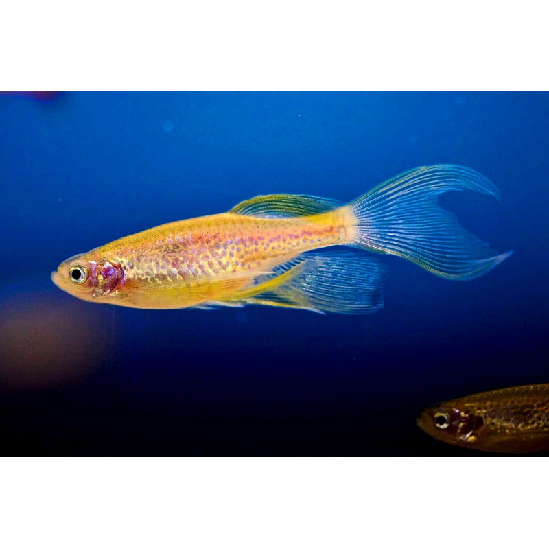 Brachydanio frankei gold - 3 - 3.5 cm