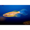 Brachydanio frankei gold - 3 - 3.5 cm