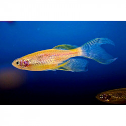Brachydanio frankei gold long fin - 3 - 3.5 cm