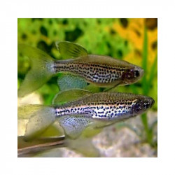 Brachydanio frankei long fin - 3 - 3.5 cm