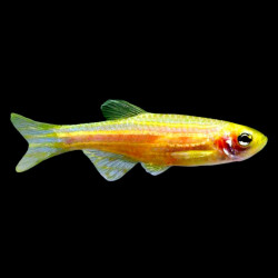 Brachydanio rerio  gold - 2 - 2.5 cm