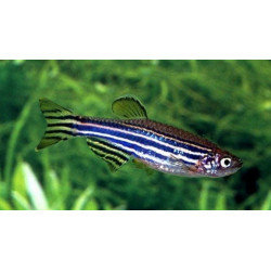 Brachydanio rerio - 2 - 2.5 cm