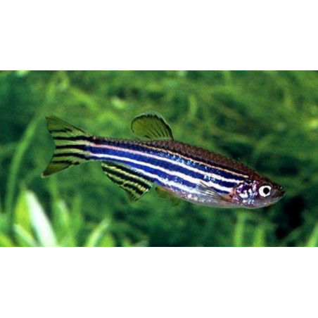 Brachydanio rerio - 2 - 2.5 cm