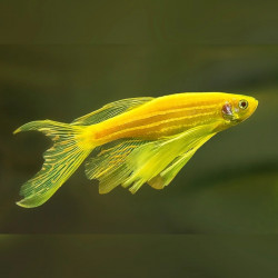 Brachydanio rerio gold long fin - 3 - 4 cm