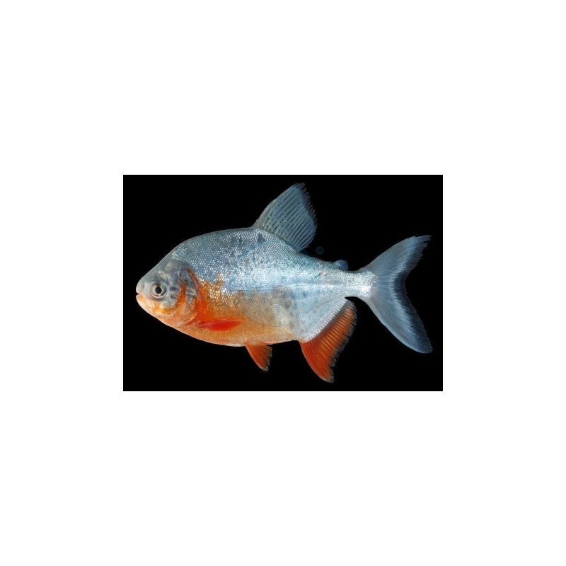 Colossoma brachypomum - 5 - 6 cm