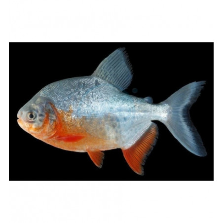 Colossoma brachypomum - 5 - 6 cm
