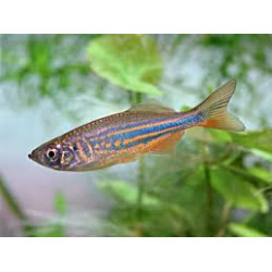 Danio aequipinnatus malabaricus - 2 cm