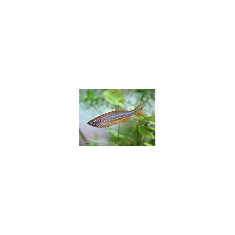 Danio aequipinnatus malabaricus - 2 cm