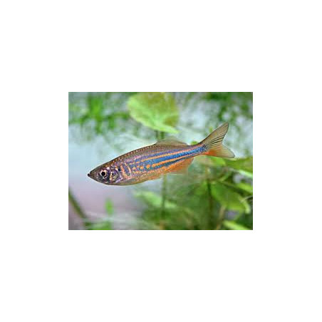 Danio aequipinnatus malabaricus - 2 cm