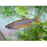 Danio aequipinnatus malabaricus - 2 cm
