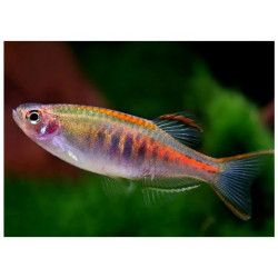 Danio choprai - 2 - 3 cm