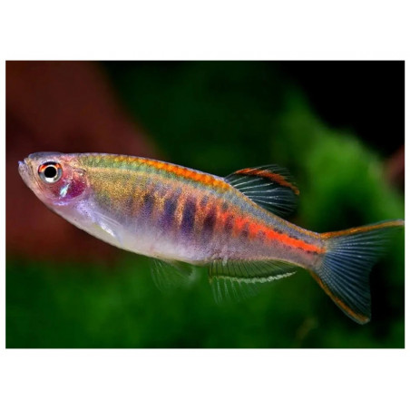Danio choprai - 2 - 3 cm