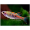 Danio choprai - 2 - 3 cm