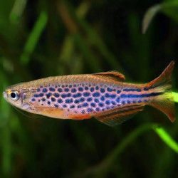 Danio kyathit - 3 cm