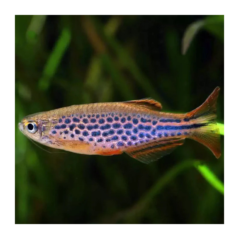 Danio kyathit - 3 cm