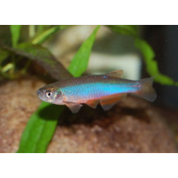 Danio rosea - M