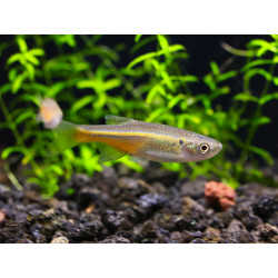 Devario sondhii - 3 - 4 cm