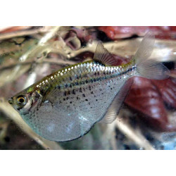 Gasteropelecus maculatus - 3 - 4 cm