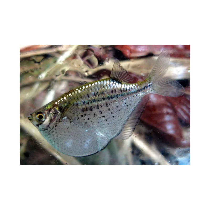 Gasteropelecus maculatus - 3 - 4 cm