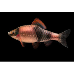 Haludaria fasciata - 2 - 3 cm