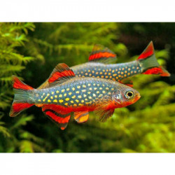 Microrasbora sp. galaxy - 1 - 2 cm