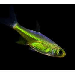 Microrasbora kubotai - 1 - 2 cm