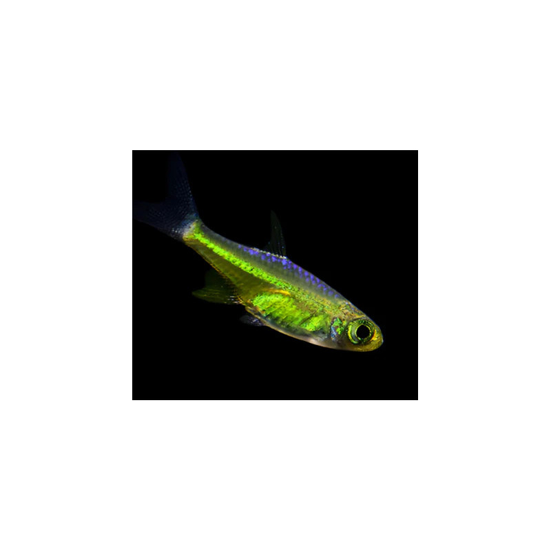 Microrasbora kubotai - 1 - 2 cm