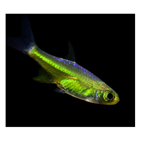 Microrasbora kubotai - 1 - 2 cm