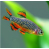 Microrasbora sp. galaxy - 1 cm